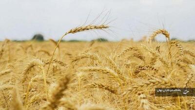۳۴ هزار کشاورز آذربایجان‌غربی در طرح جهش تولید دیم‌زار‌ها مشارکت دارند