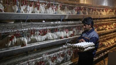 تولید تخم مرغ در فارس افزایش می‌یابد