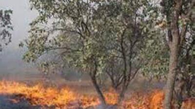 حدود ۱۵۰ هکتار از طبیعت شهرستان رستم در آتش سوخت