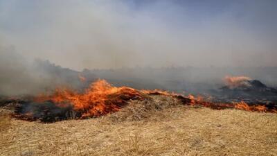 سوزاندن بقایای گیاهان زراعی ممنوع است