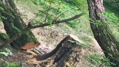دستگیری عامل قطع درخت در جنگل افراسان