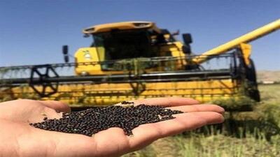 خرید توافقی بیش از ۲ هزار تن کلزا از کشاورزان مازندرانی
