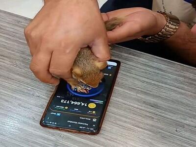 ویدئو | پلیس به دنبال همستربازِ حیوان‌آزار!