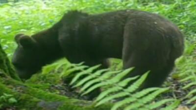 مشاهده خرس قهوه‌ای در جنگل هیرکانی گیلان