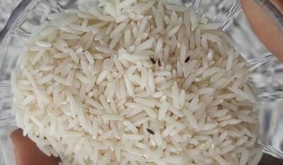 حشره برنج چیست؟ 3 راه از بین بردن تضمینی این حشره