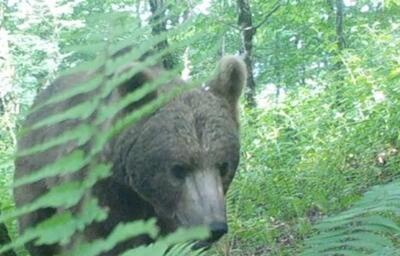 (ویدئو) مشاهده خرس قهوه‌ای و شوکا در جنگل‌های هیرکانی