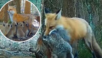 عشق زیبا و مادرانه یک روباه به ۷ توله اش | تصاویر