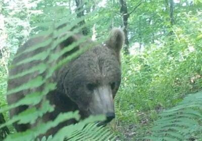 مشاهده خرس قهوه‌ای و شوکا در جنگل‌های هیرکانی گیلان