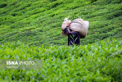 احیاء باغات رها شده چای، با تسهیلات 4 درصدی