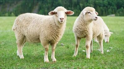 قیمت گوسفند زنده در مناطق مختلف کشور اعلام شد