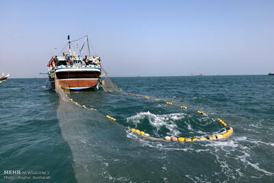 صید ماهی حلوا سفید در خوزستان ممنوع اعلام شد
