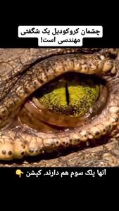 چشم های شگفت انگیز تمساح