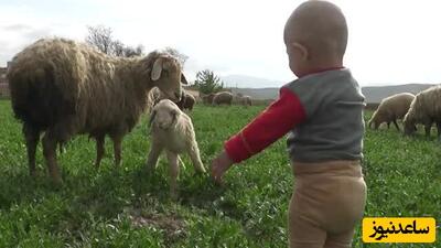 ابتکار جالب و خنده دار کودک ایرانی در توپ بازی با گوسفند عظیم الجثه+ویدیو/ چه جوری قانعش میکنه عقب بره😂