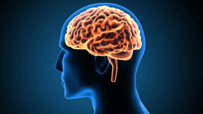 یک تحقیق: مغز انسان می تواند 10 برابر بیشتر از آنچه قبلا تصور می شد اطلاعات را در خود نگه دارد | خبرگزاری بین المللی شفقنا