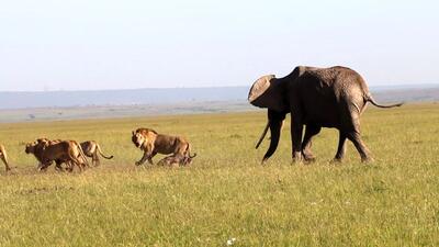 جذابیت های حیات وحش؛ شیرها دارن گوشت بچه فیل رو میخورن مادرش اونور علف میخوره