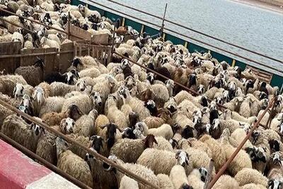 قیمت گوسفند زنده امروز 20 خرداد 1403