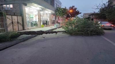 شکسته شدن درخت بر اثر وزش باد شدید در چهاربرج + فیلم و تصاویر