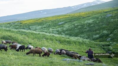 کشت علوفه در دیم‌زار‌های آذربایجان‌غربی افزایش سه برابری دارد