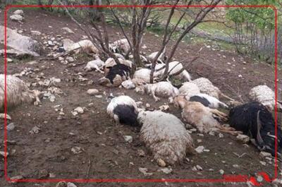تلف شدن ده‌ها گوسفند در ارتفاعات مهاباد