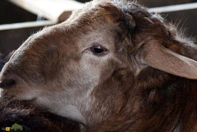 (تصاویر) گوسفند دشت مغان؛ گوسفند اردبیلی که جهانی شده است!