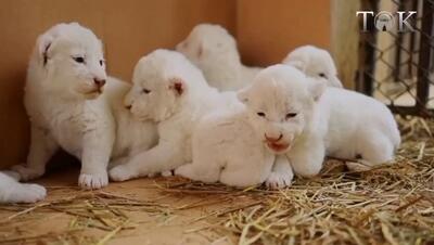 (ویدئو) شیر‌های ۶ قلوی سفید قلب بازدیدکنندگان را تسخیر کردند