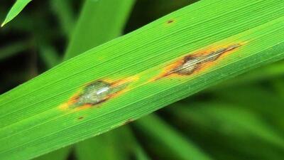«بیماری بلاست» اصلی‌ترین عامل کاهش محصول برنج
