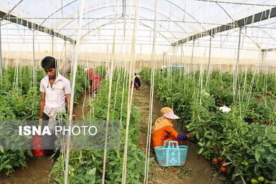 افتتاح ۱۲ درصد از پروژه بخش کشاورزی کشور در سیستان‌وبلوچستان طی هفته جهاد کشاورزی