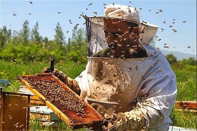 تلاش برای پُر کردن محصول در کندوهای زنبور عسل در خراسان شمالی