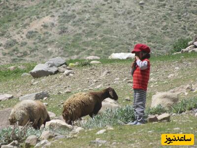 چوپانی کردن ماهرانه و حرفه ای کودک 7 ساله کرمانی در دشت و صحرا+ویدیو/ از چراندن 500 گوسفند اهالی روستا به تنهایی تا چیدن پشم شان