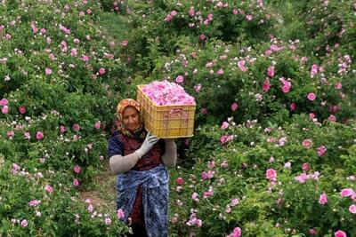 پیش بینی برداشت ۱۰ هزار تن گل محمدی از گلستان های کاشان