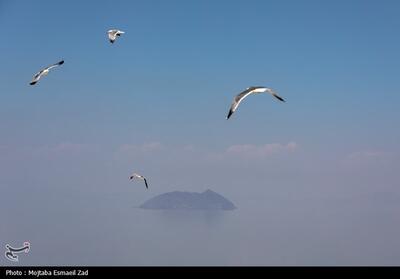 تخم گذاری و جوجه آوری پرندگان در جزایر پارک ملی دریاچه ارومیه- عکس خبری تسنیم | Tasnim