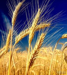 خرید بیش از 35 هزار تن گندم مازاد بر نیاز کشاورزان لرستان