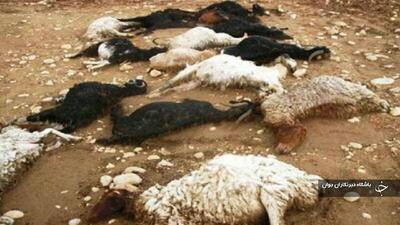 ۷۲ راس گوسفند در مهاباد بر اثر برخورد صاعقه تلف شدند