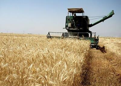 خرید تضمینی بالغ بر ۲۱ هزار تن گندم از گندمکاران استان سمنان