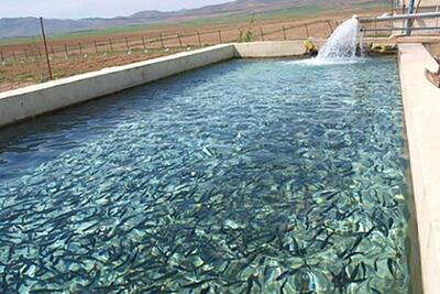 پیش‌بینی تولید ۸۹ تن ماهی در شهرستان البرز