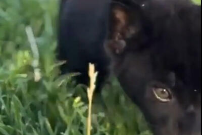 تولد نخستین توله جگوار سیاه ایران در باغ وحش صفادشت