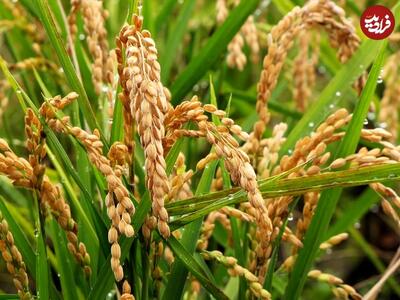«برنج طلایی» چیست و چرا جنجال‌برانگیز شده؟