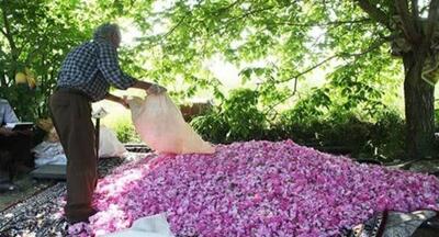 پیش بینی برداشت بیش از ۲۳۰ تن گل محمدی در بروجرد