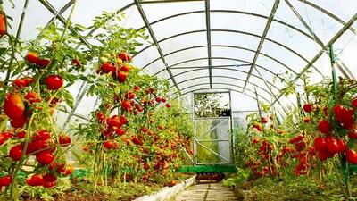 افزایش ۲۰ برابری صادرات محصولات گلخانه‌ای استان همدان
