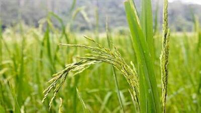 به بارنشستن نخستین خوشه‌های برنج در شفت