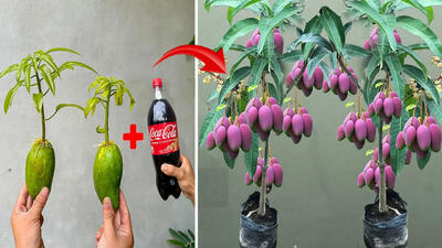 (ویدئو) یک روش ساده برای پرورش درخت انبه با میوه انبه و نوشابه کوکاکولا
