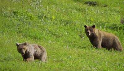 (ویدئو) خرس‌های پارک ملی کیاسر