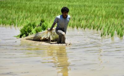 مشکل کشور تولید برنج است یا واردات و روش‌های کشت؟