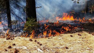 ۱۱۵ هکتار از جنگل‌های ملی کرخه در آتش سوخت