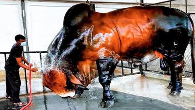 گاوهای باورنکردنی؛ اینا از بس درشت و پرخورن که فقط روزی 68 کیلو مدفوع میکنن