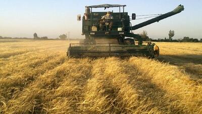 ۲۲ هزار تُن گندم از کشاورزان استان سمنان خریداری شد