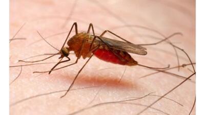 افزایش شیوع مالاریا در افغانستان