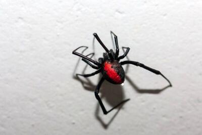 مشاهده بیوه سیاه یکی از سمی ترین عنکبوت های دنیا در جزیره قشم/ ویدئو