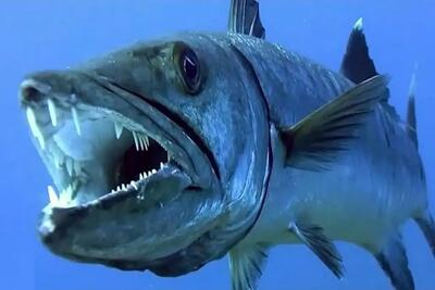 وحوش اقیانوس؛ یک قصاب دریایی خشمگین تشنه به خون که میتونه یک انسان رو بکشه
