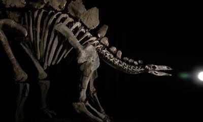 آیا موزه ها توان خرید همه فسیل ها را دارند؟